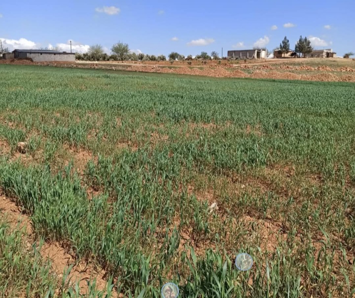 Suruç'ta Çiftçiler Su Bekliyor