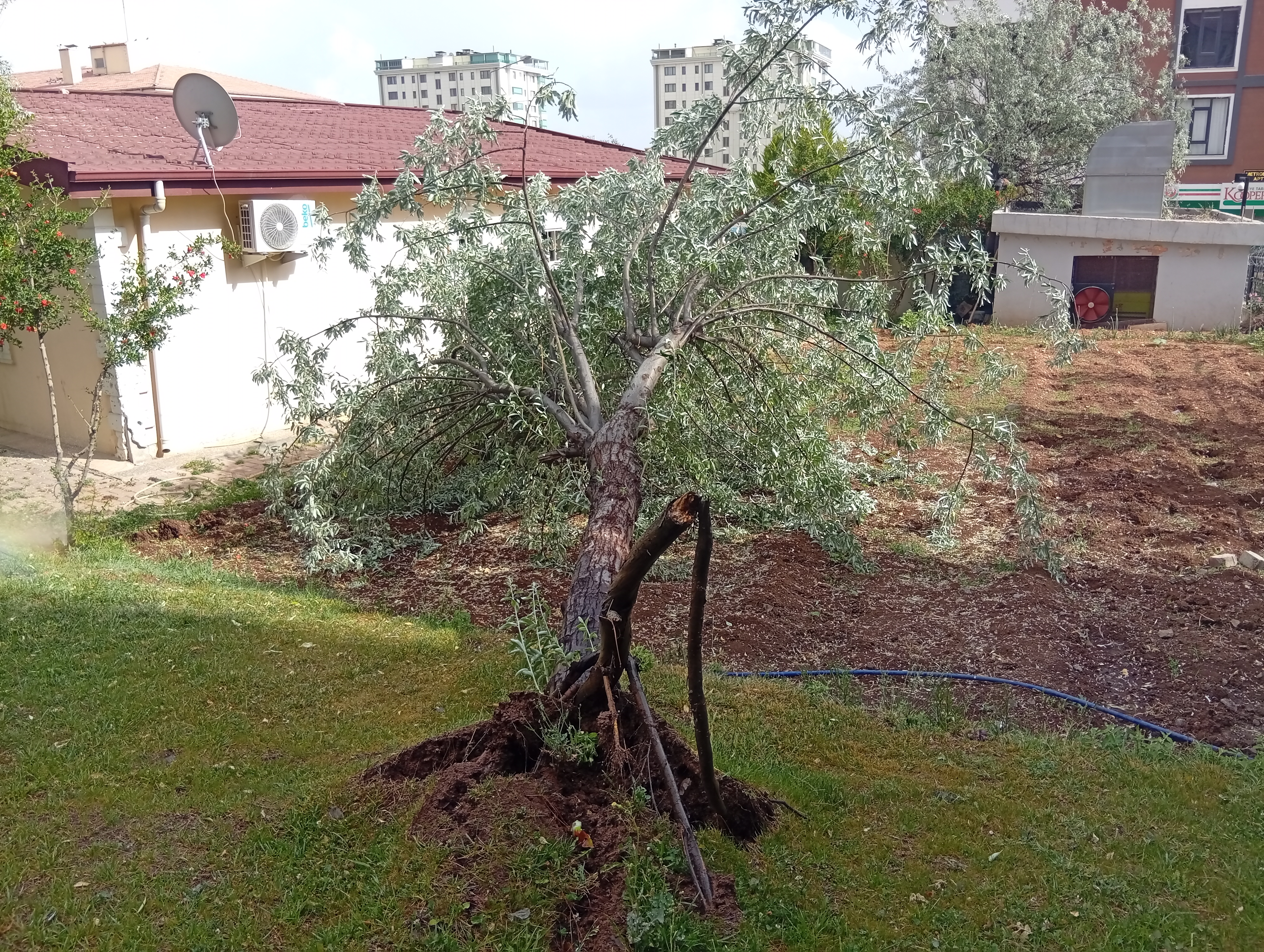 Şanlıurfa'da Fırtına Ağaç Devirdi