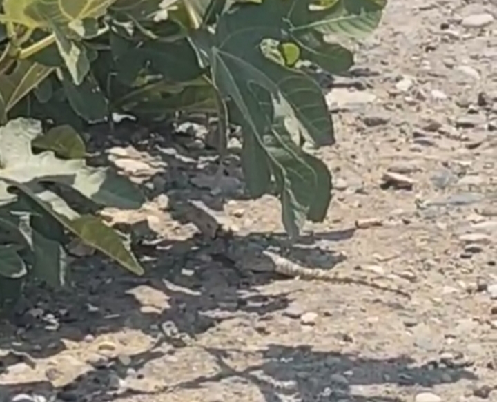 Urfa'da Çöl Varanı Görüntülendi